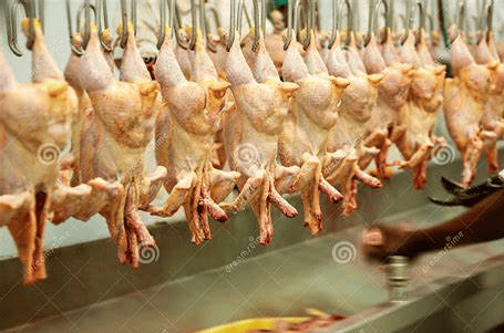 Poultry Productie machines